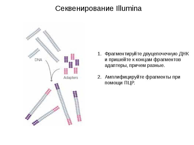 Экзомного секвенирования. Секвенирование Illumina принцип метода. Секвенирование ДНК Illumina. Illumina секвенирование принцип. Секвенирование Illumina Solexa.