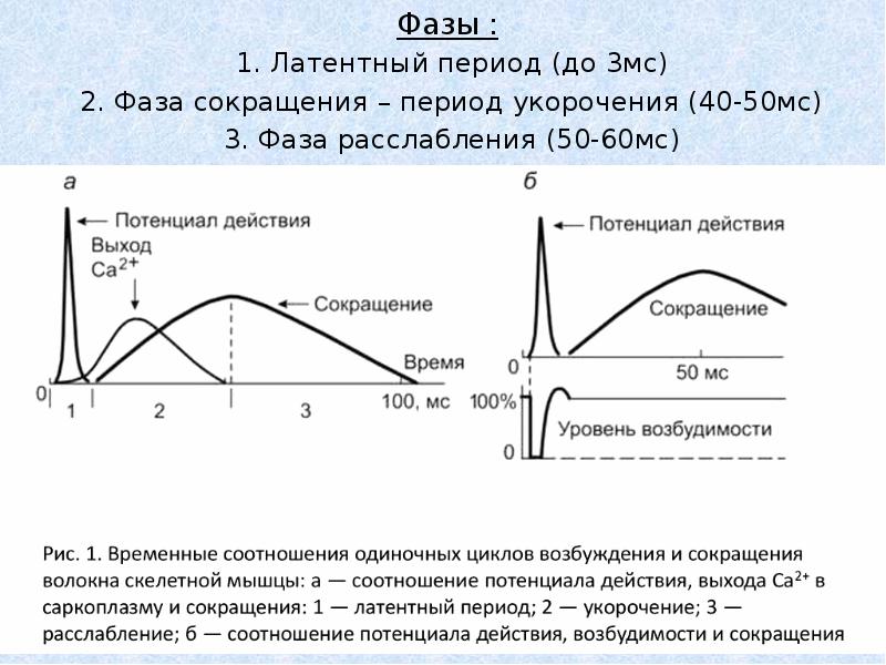 Период фаз. Периоды мышечного сокращения. График одиночного мышечного сокращения. Фазы одиночного мышечного сокращения. Фазы одиночного мышечного сокращения физиология.