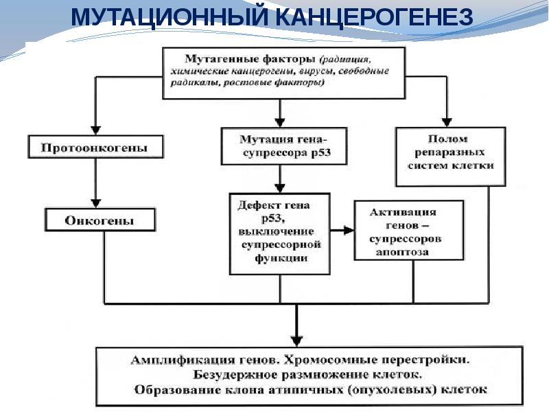 Патогенетическая схема химического механизма канцерогенеза