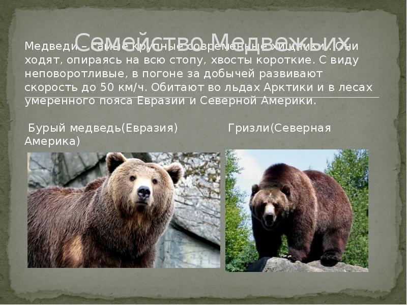 Какая скорость бега у медведя. Скорость бурого медведя. Бурый медведь скорость бега. Максимальная скорость медведя. Скорость бега медведя.