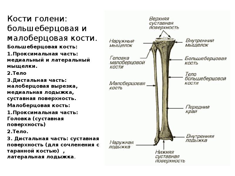 Где находятся берцовые кости