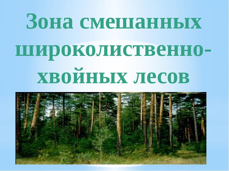 Презентация зона смешанных и широколиственных лесов