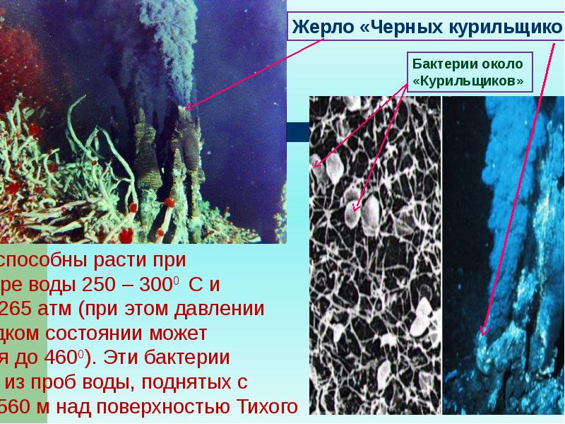 Экология микроорганизмов презентация