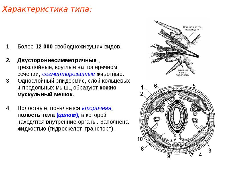 Используя рисунок укажите верные утверждения pbk и mbl смежные углы