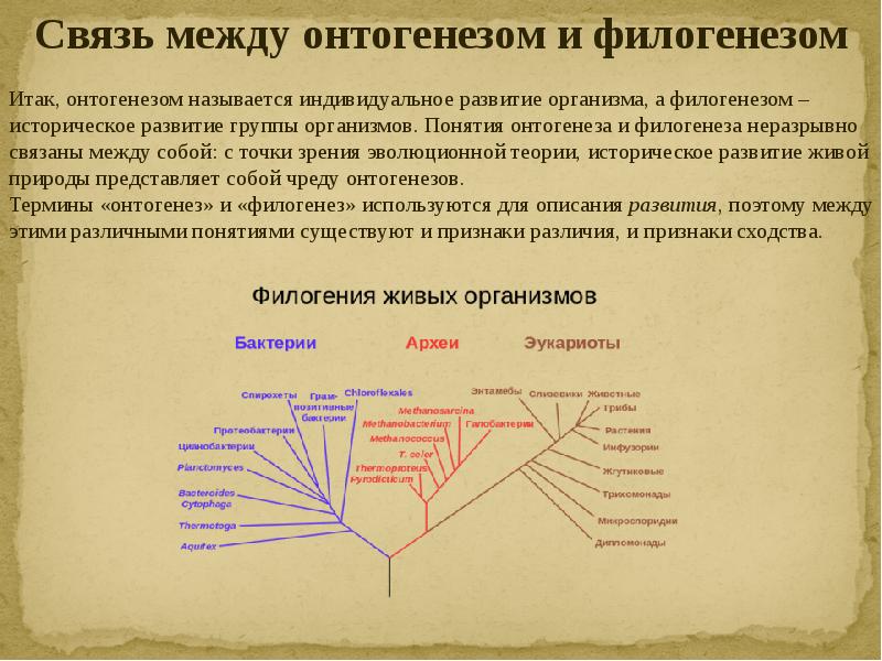 Эволюция живых систем презентация