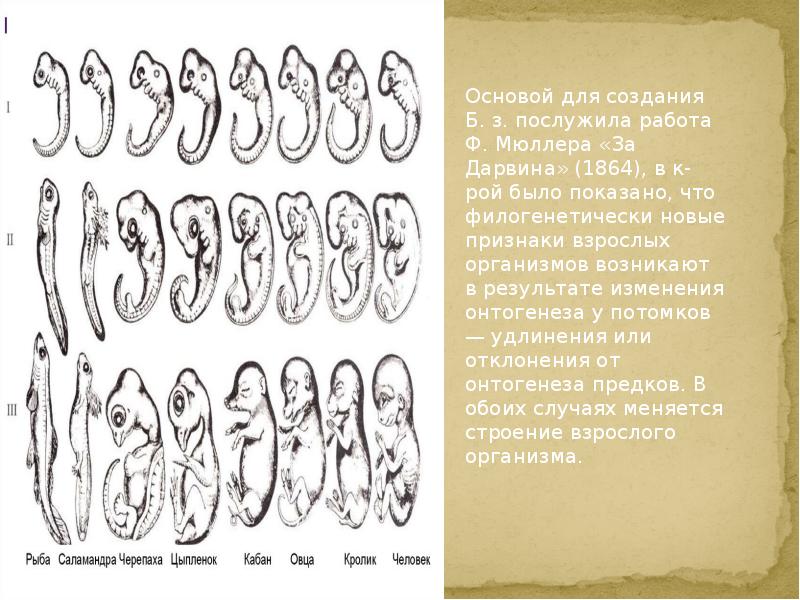 Онтогенез основа филогенеза презентация