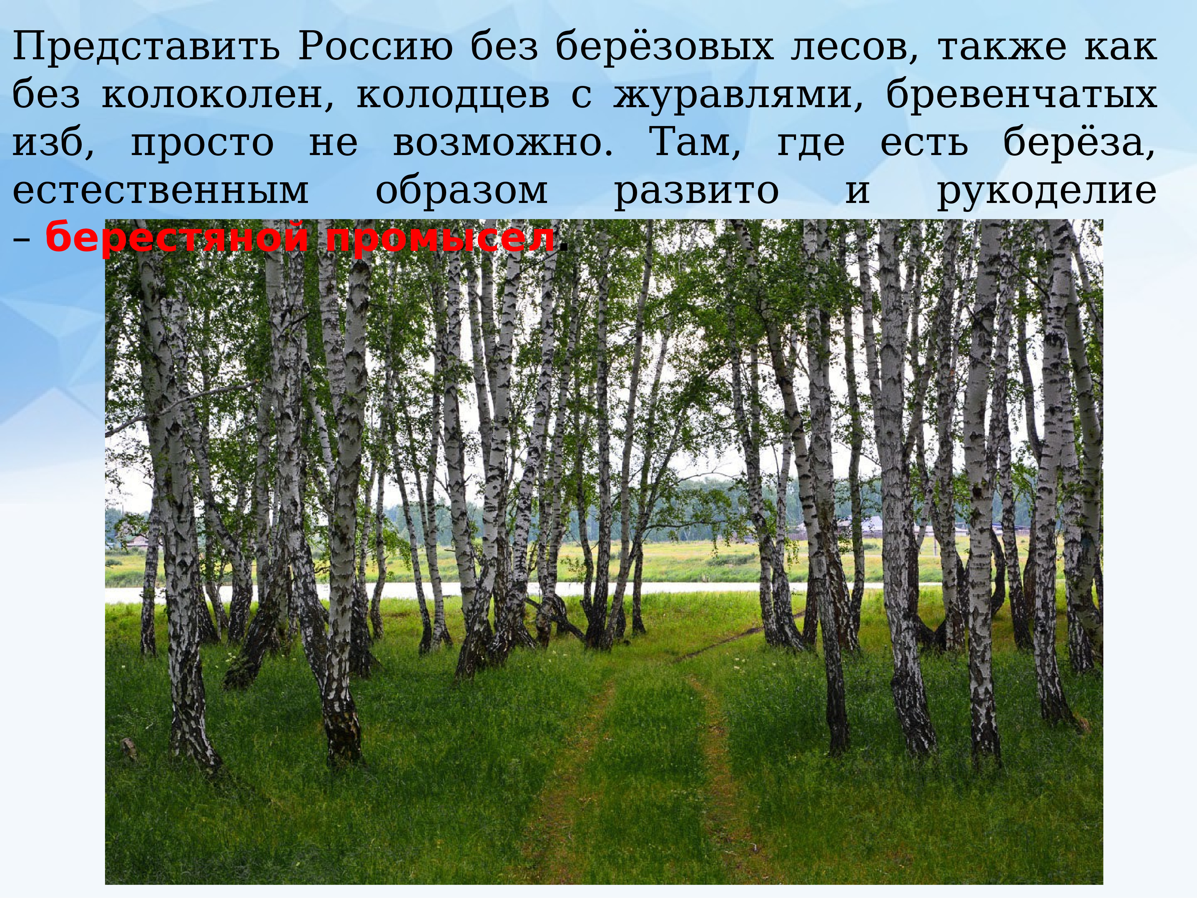 Весенний лес сочинение 2 класс. Берёза в лесу без вершины. Русская Березка и береста. Лес из берез как называется.