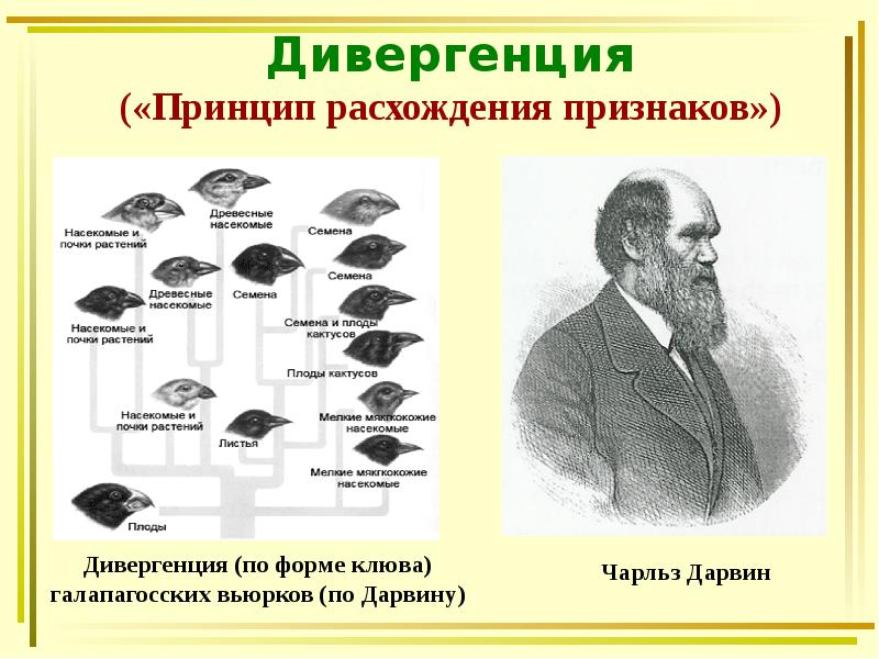 Видообразование 9 класс презентация по биологии