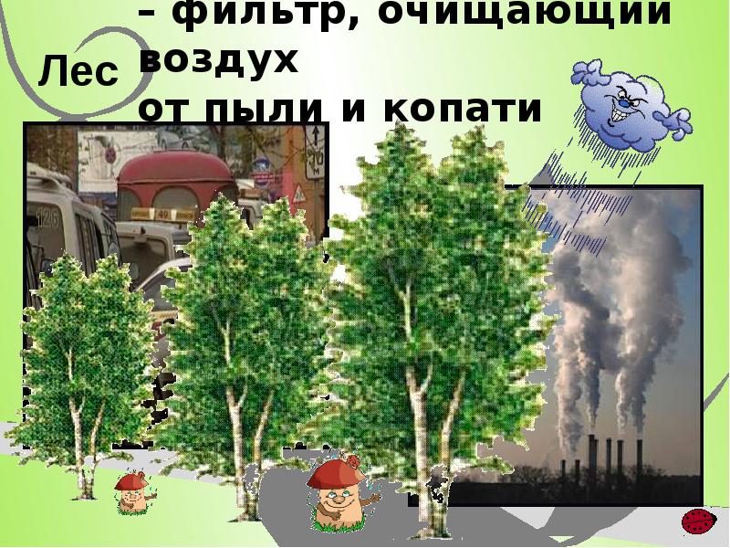 Деревья лучше очищающие воздух
