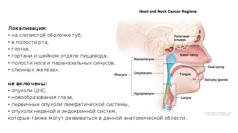 Опухоли головы и шеи презентация