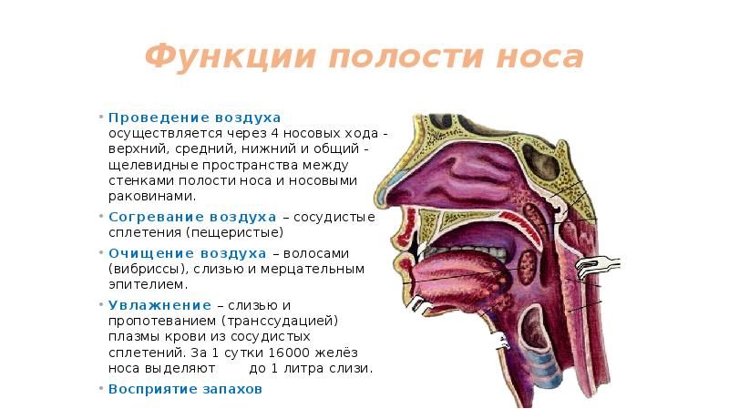 Все причины носового кровотечения и обследование при них