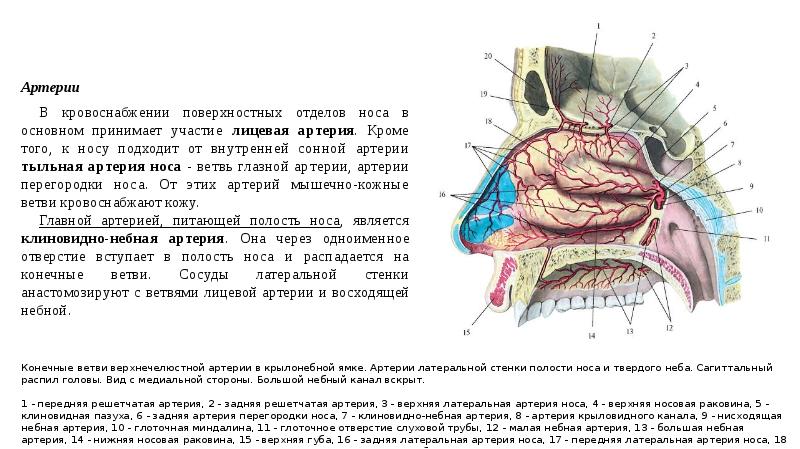 Кровоснабжение носа презентация