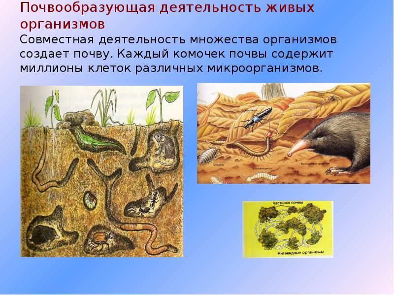 Какие живые организмы. Организмы обитающие в почве. Роль живых организмов в образовании почвы. Почвообразующая деятельность животных. Организмы обитающие в литосфере.