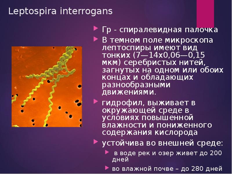 Лептоспироз животных презентация