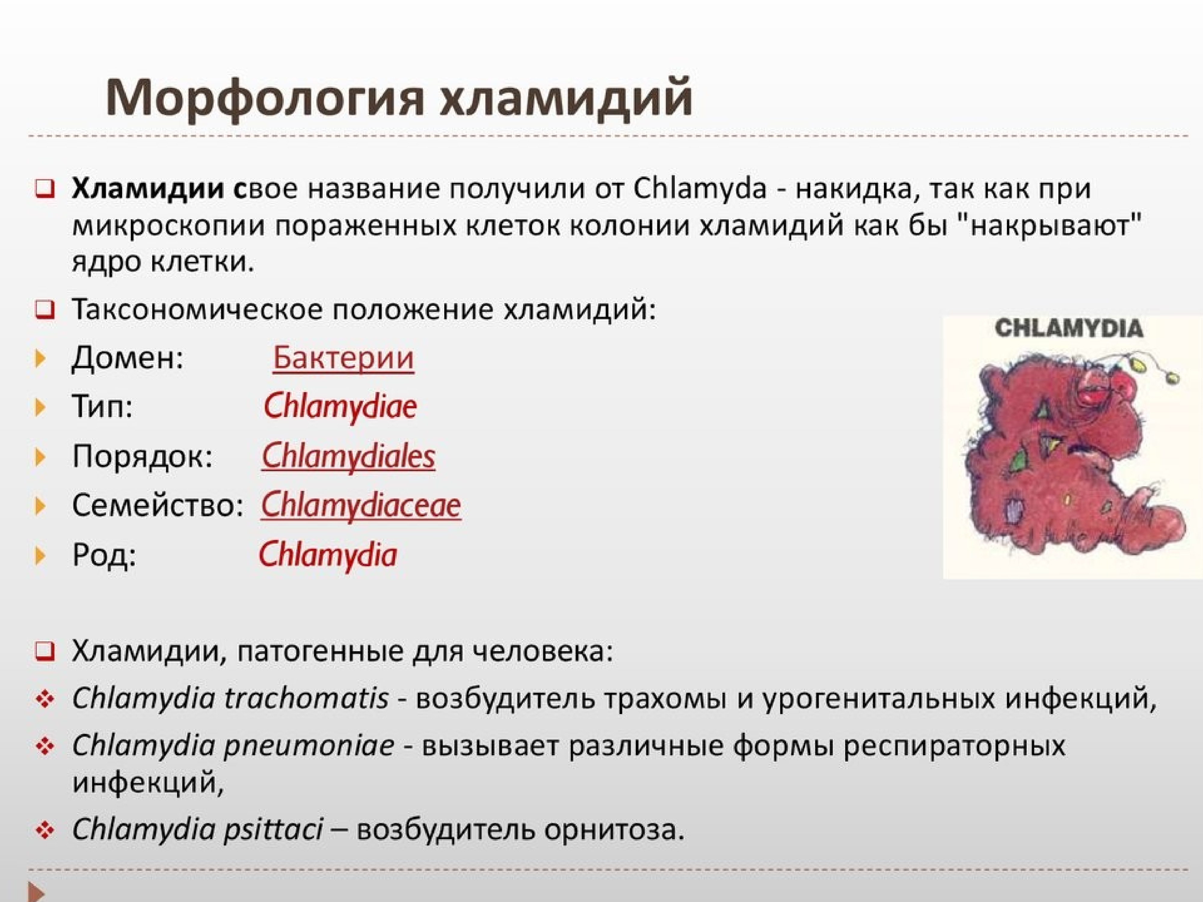 Морфологические биологические особенности. Хламидии морфология микробиология. Морфологические особенности хламидий. Хламидии строение микробиология. Хламидия трахоматис морфология.