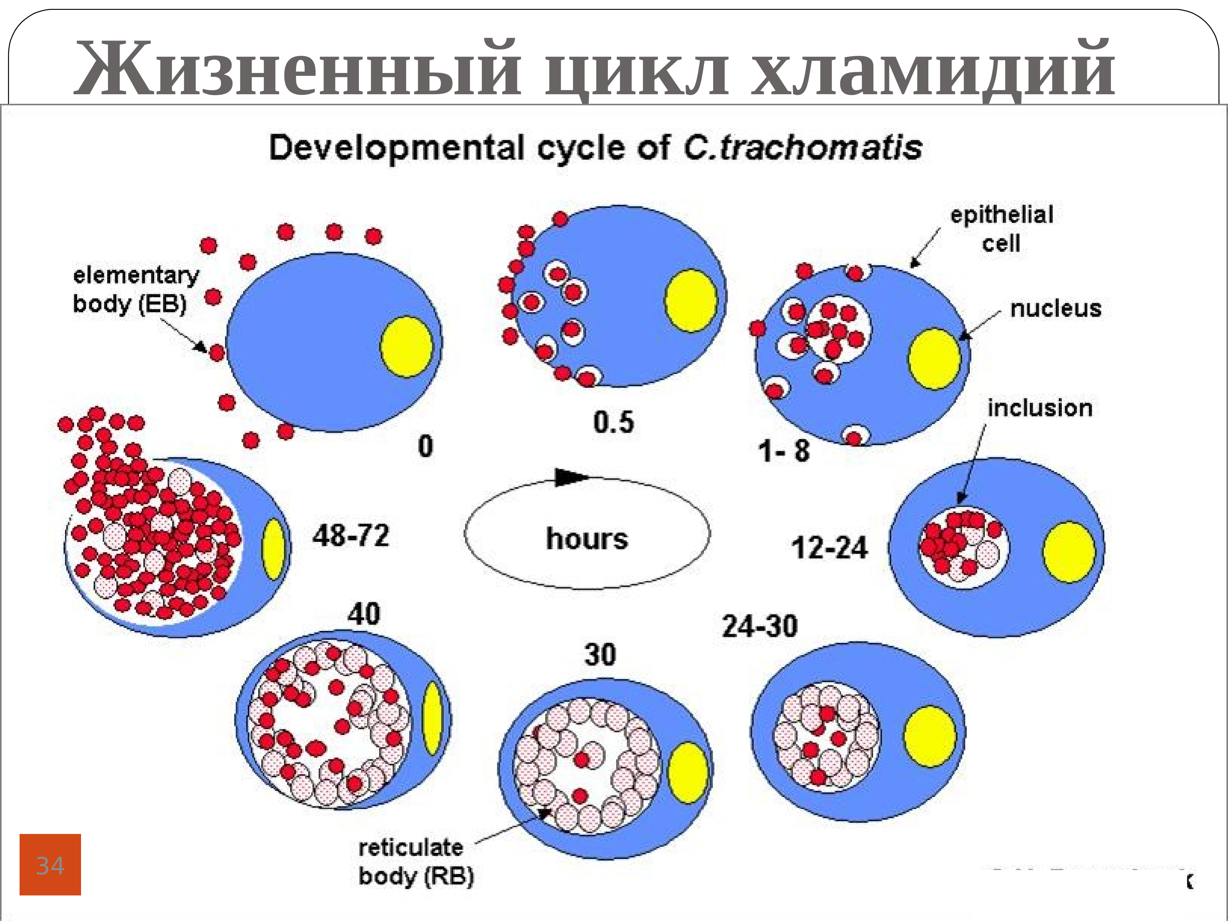 Элементарное тельце хламидий. Схематическое изображение клетки хламидий.. Схема жизненного цикла хламидии. Chlamydia trachomatis патогенез. Схема цикл развития хламидий.