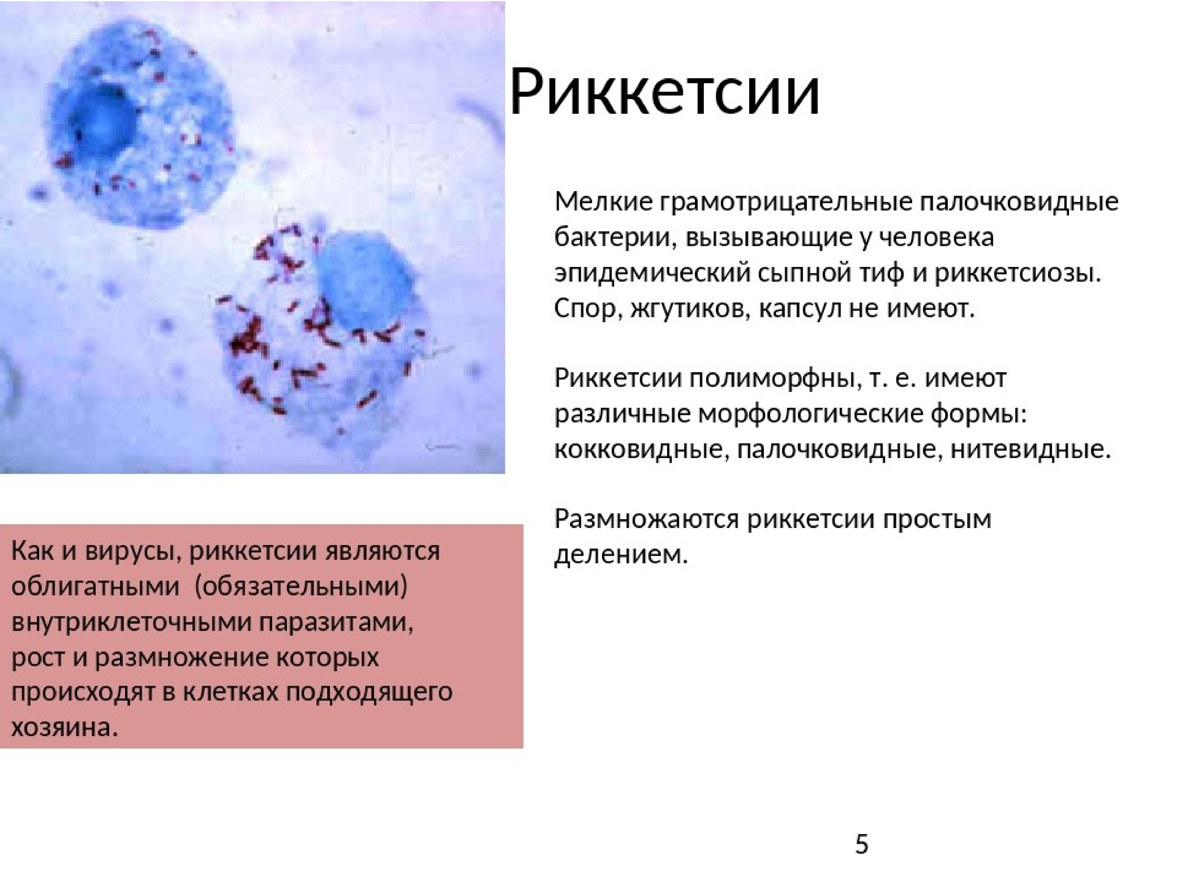 Риккетсии микробиология