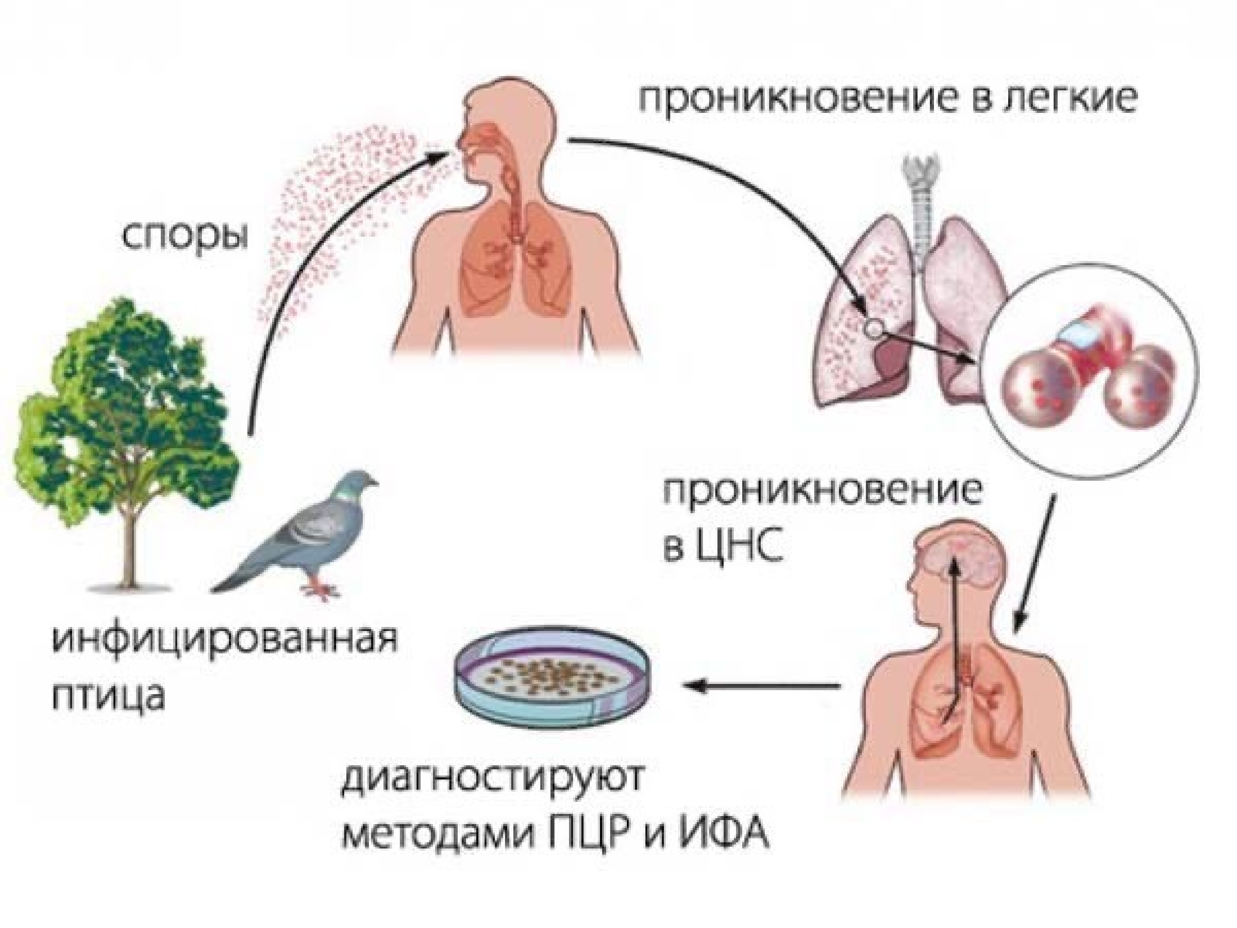 Заражается болезнью