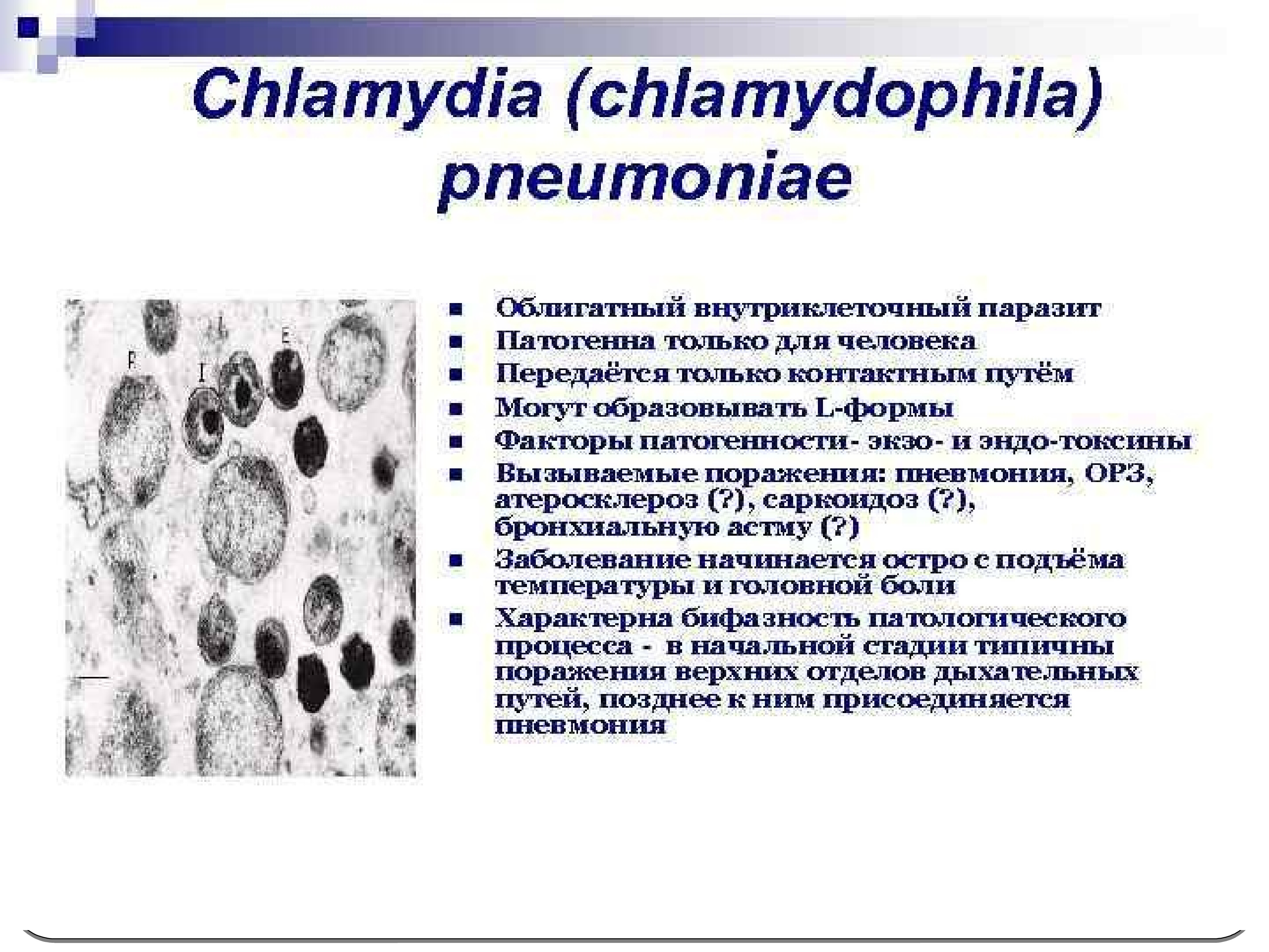 Виды хламидий. Chlamydia pneumoniae микробиология токсины. Хламидии пневмонии факторы патогенности. Chlamydophila pneumoniae патогенность.