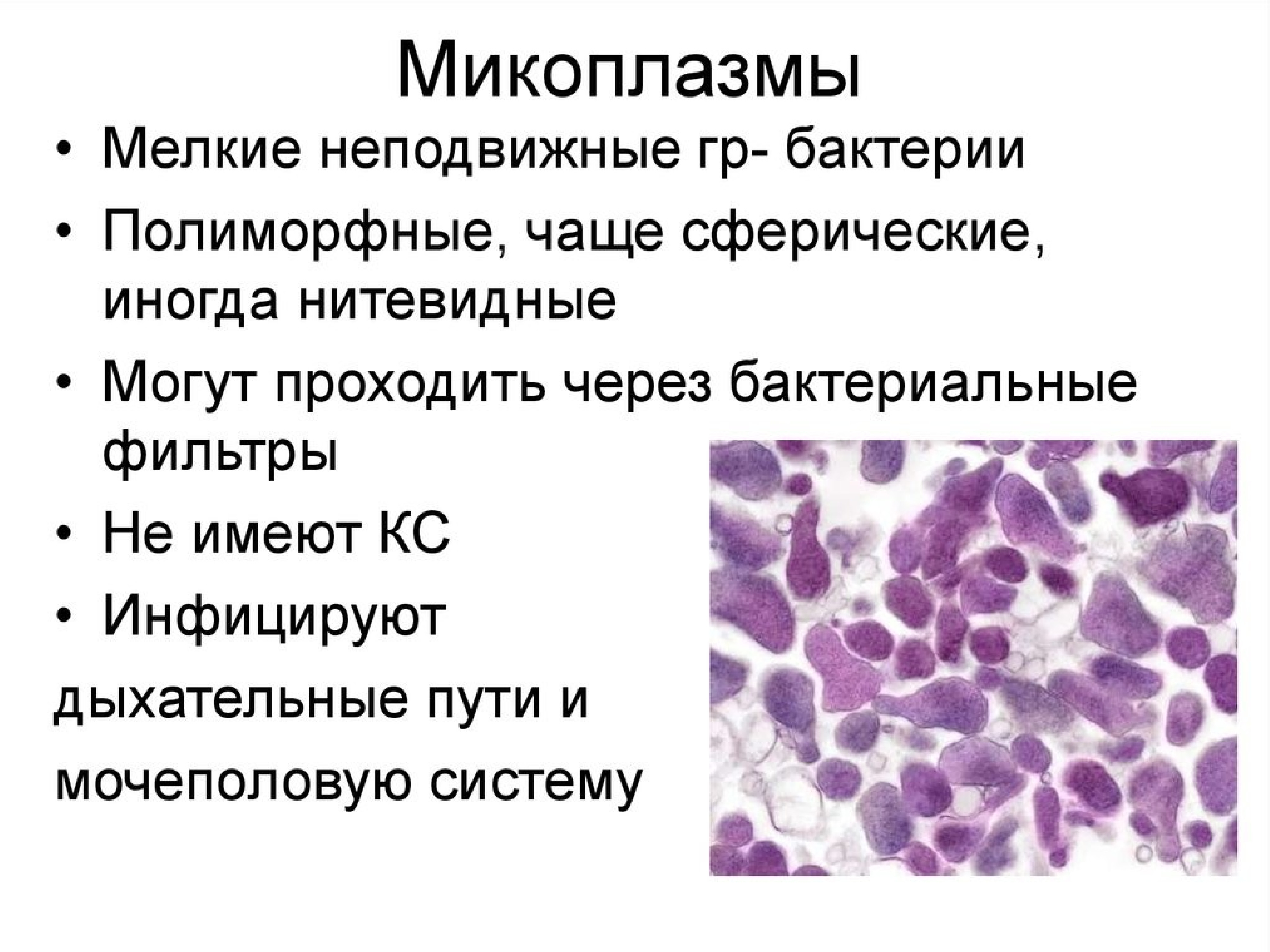 Микоплазма что это за инфекция. Микоплазма пневмония под микроскопом. Микоплазма пневмония микробиология. Микоплазмы микробиология морфология. Mycoplasma pneumoniae строение.