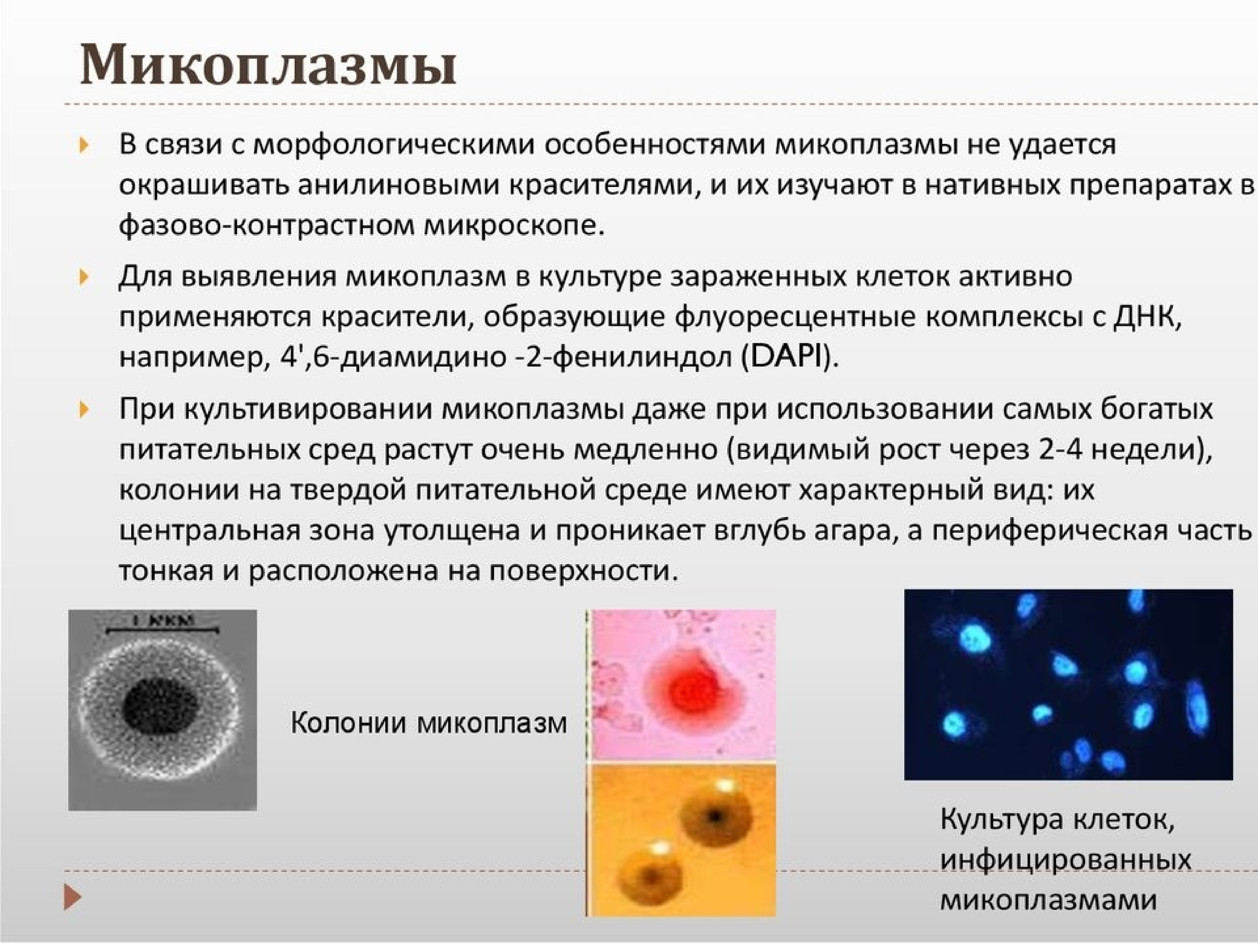 Микоплазмы фазово контрастная микроскопия