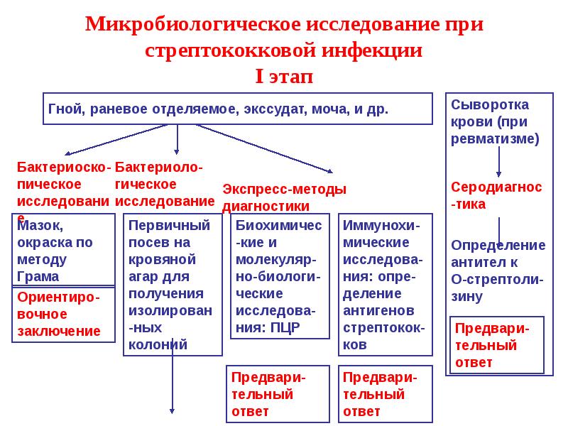 Схема исследования стрептококков