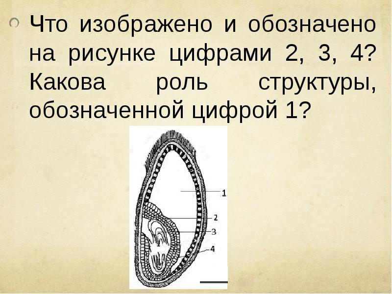 Какой процесс показан на рисунке какова функция структуры обозначенной цифрой 3 что