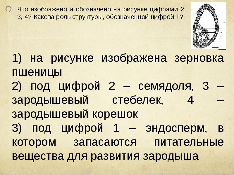 Какой процесс показан на рисунке какова функция структуры обозначенной цифрой 3 что