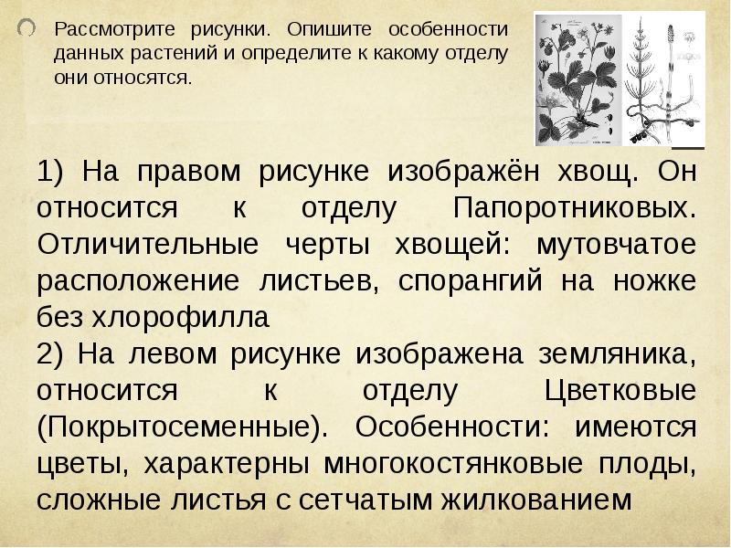 Рассмотрите растения изображенные на рисунке определите отделы к которым их относят укажите признаки