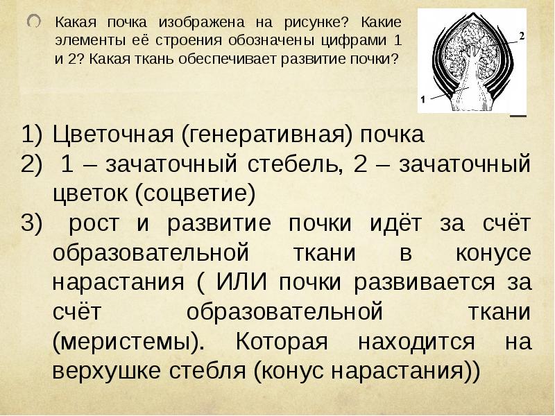 На рисунке изображено строение вегетативной и генеративной почек под цифрой 1 изображено