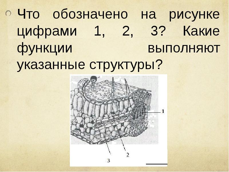 Какие структуры глаза человека обозначены на рисунке цифрами 123 какие функции они выполняют