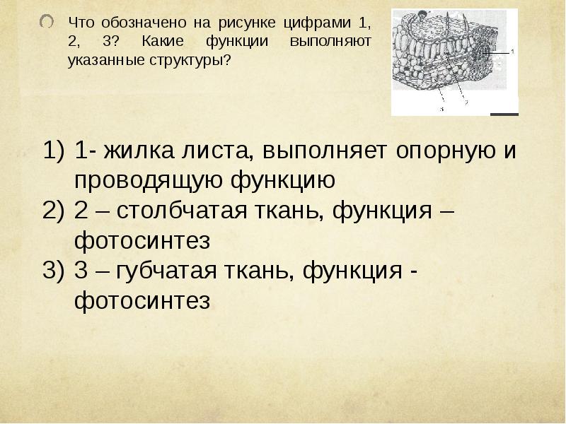 Что обозначено на рисунке цифрами 1 2 3 какие функции выполняют указанные структуры