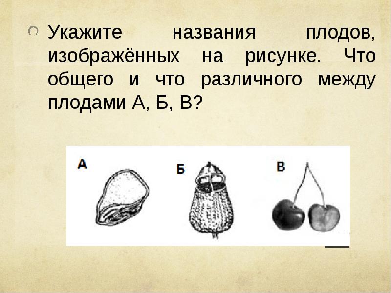 Укажите названия плодов изображенных на рисунке что общего и что различного