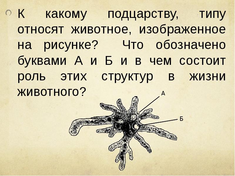 К какому классу относят животное внешнее строение которого показано на рисунке 3