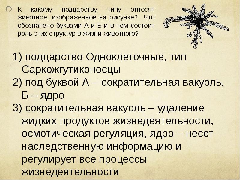 К какому подцарству типу относят животное изображенное на рисунке что обозначено буквами а и б