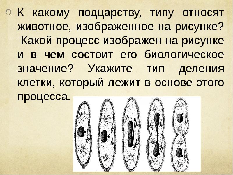 К какому подцарству типу относят животное изображенное на рисунке какой признак живых организмов