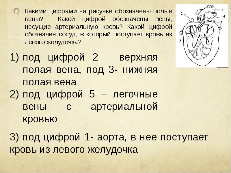 Какой цифрой на рисунке обозначена нижняя полая вена