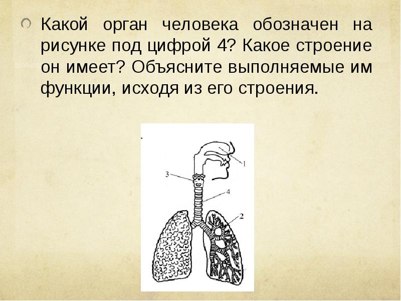 Назовите структуры сердца обозначенные на рисунке цифрами 1 2 объясните