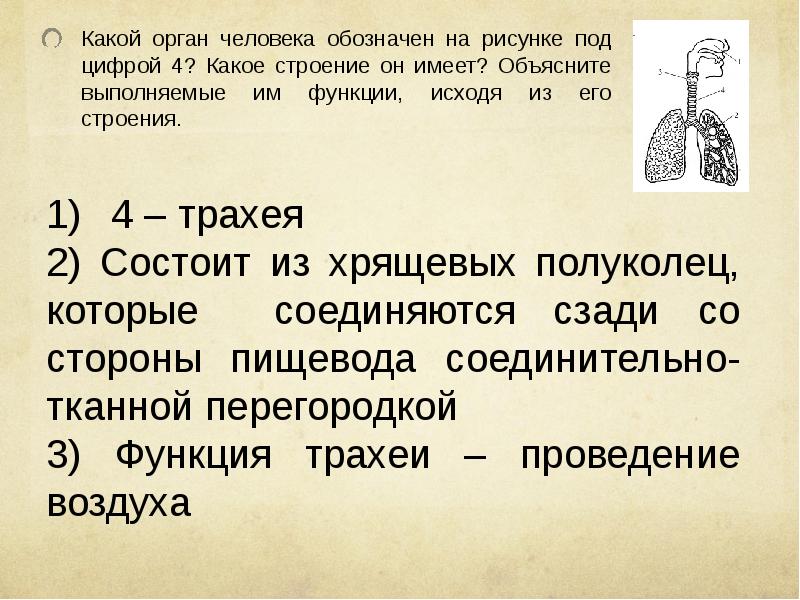 Назовите структуры сердца обозначенные на рисунке цифрами 1 2 объясните