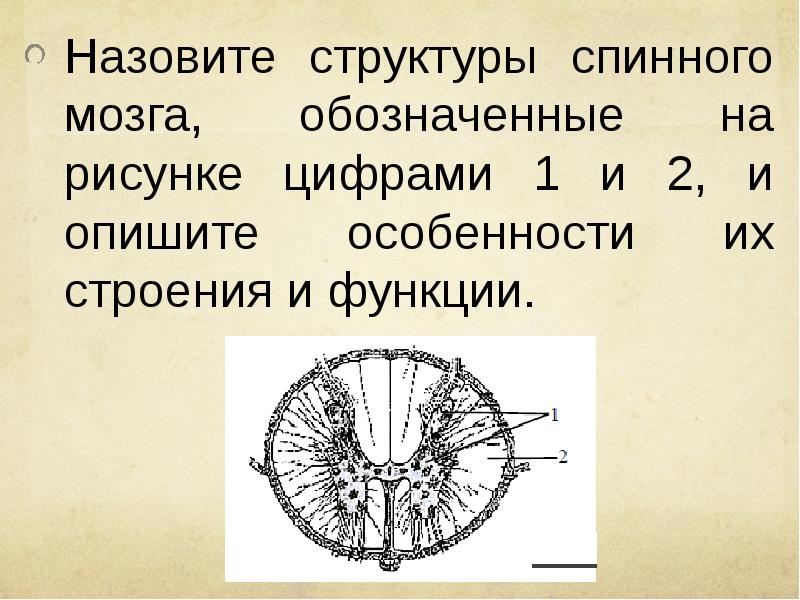 Под цифрой 5 на рисунке обозначены спинномозговой канал