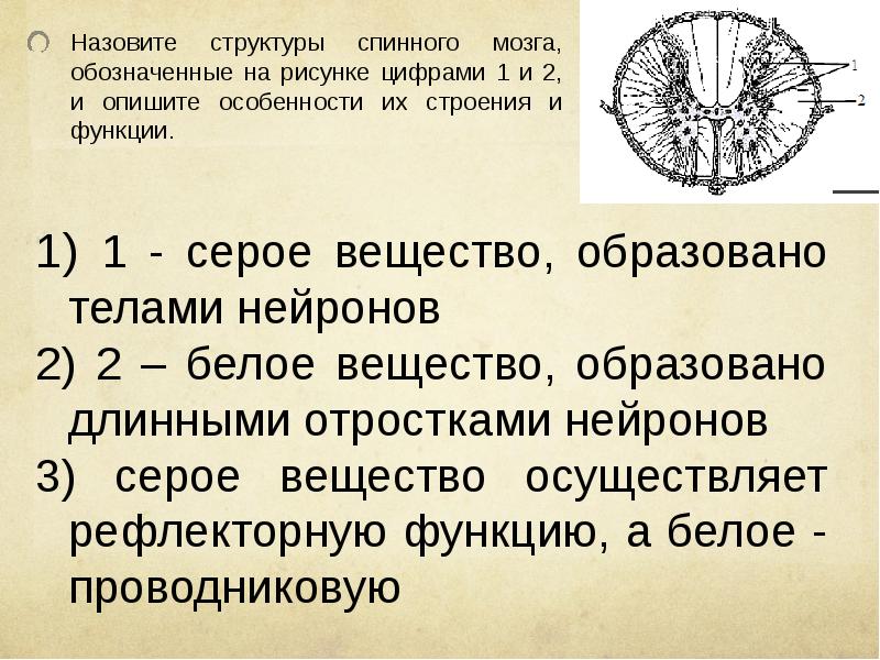 Назовите структуры спинного мозга обозначенные на рисунке цифрами 1 и 2