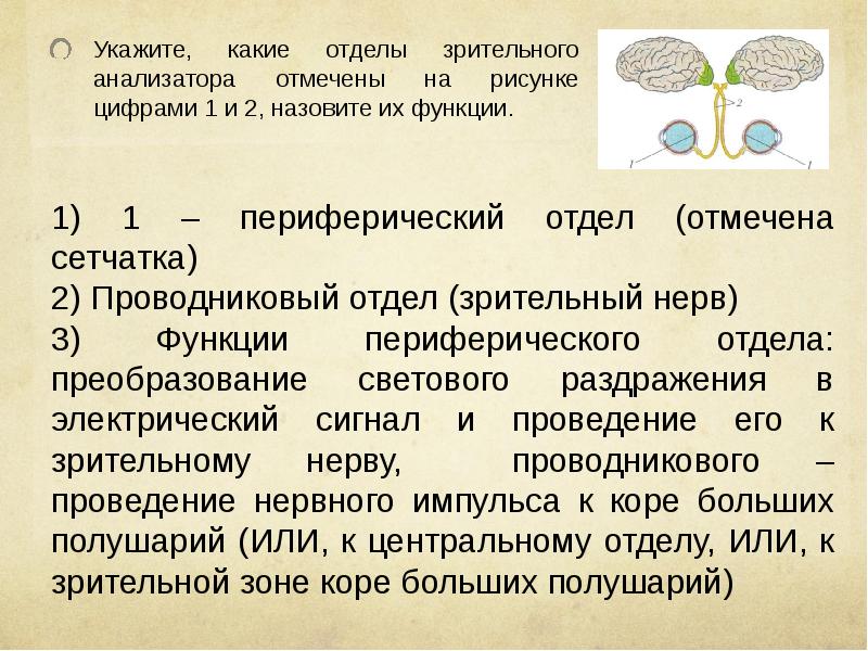 Назовите отделы зрительного анализатора обозначенные на рисунке цифрами 1 и 2 какую функцию