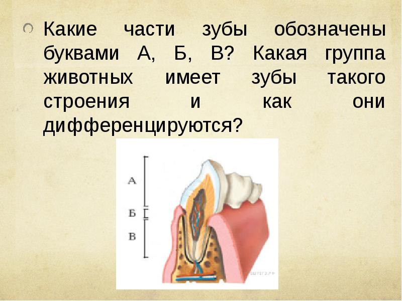 Какие части зуба обозначены на рисунке буквами а б в какая группа