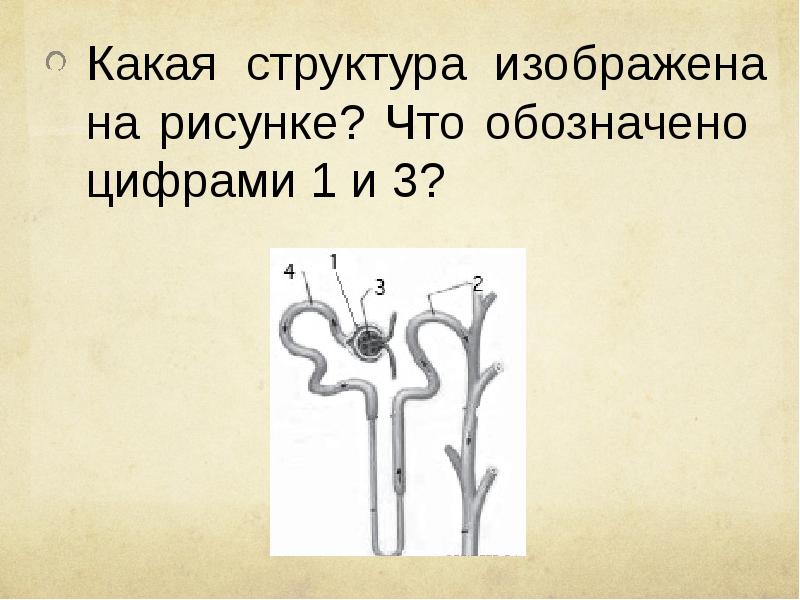 Какая структура изображена на рисунке что обозначено цифрами 1 и 3