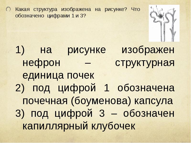 Определите какой буквой на рисунке обозначен орган отделяющий грудную полость