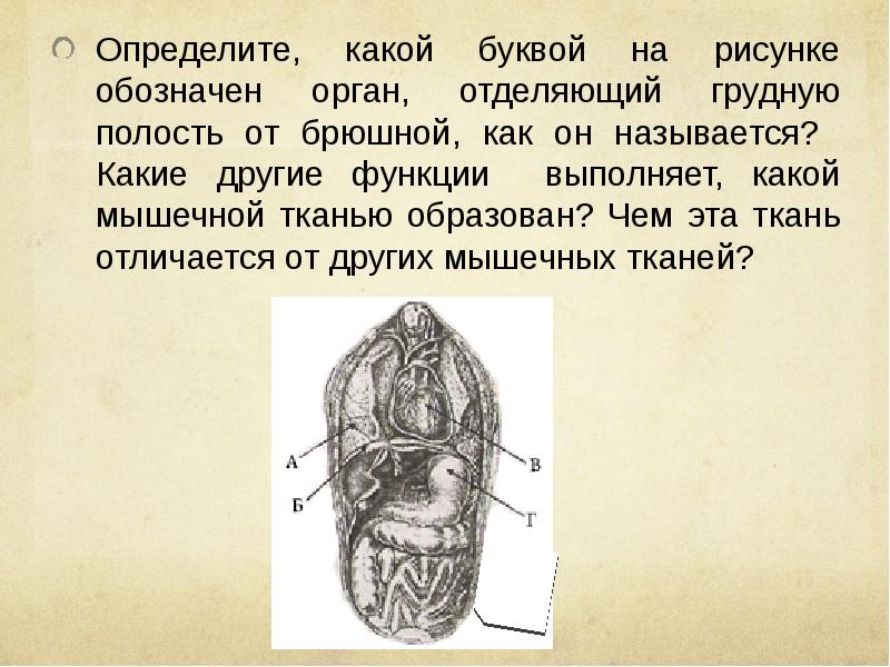 Назовите структуры обозначенные на рисунке буквами а и б какие функции выполняют эти