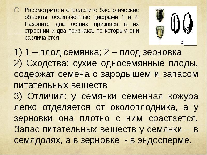 Что объединяет и в чем отличие биологических объектов изображенных на рисунке 2