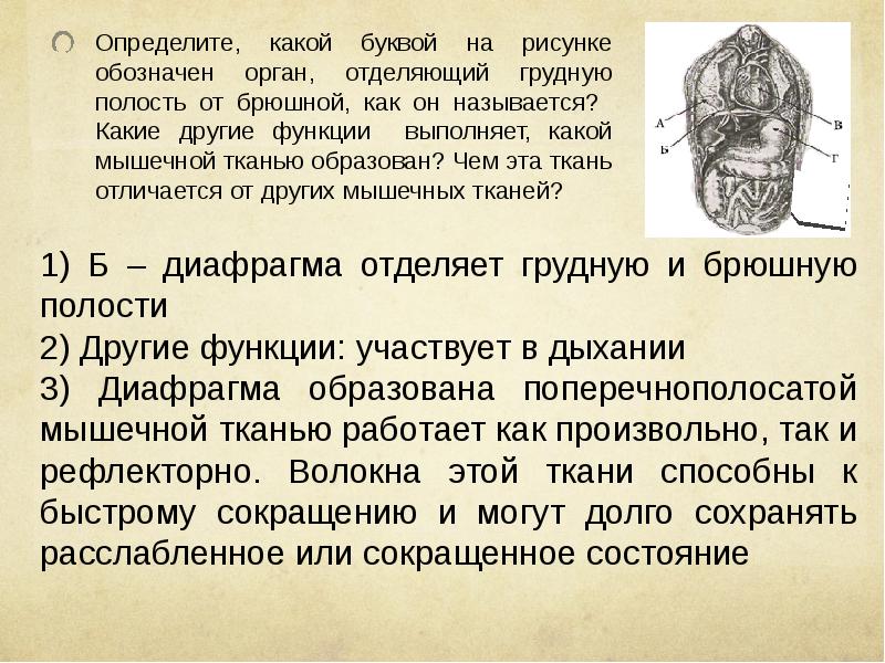 Какой цифрой на рисунке обозначен орган находящийся и в грудной и брюшной полости