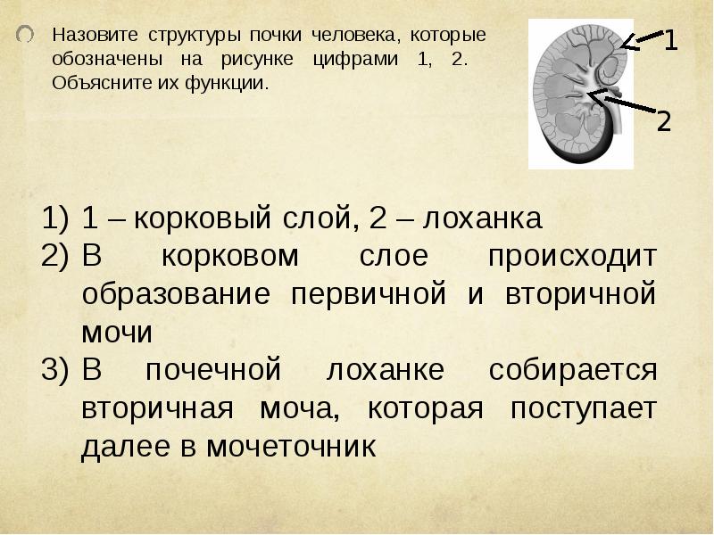 Какие части изображенной на рисунке почки человека обозначены цифрами 1 и 2