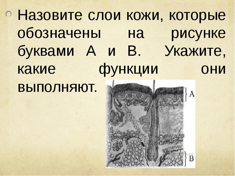 Назовите слои кожи человека обозначенные на рисунке буквами а и в укажите функции